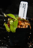 Nepenthes albomarginata, BE-3004