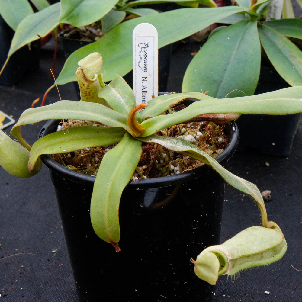 Nepenthes albomarginata, BE-3004