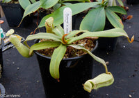 Nepenthes albomarginata