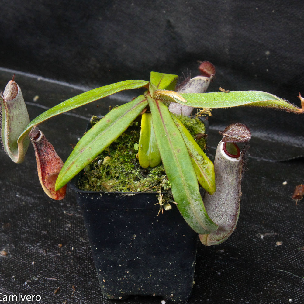 
                      
                        Nepenthes albomarginata Kuching Spotted
                      
                    