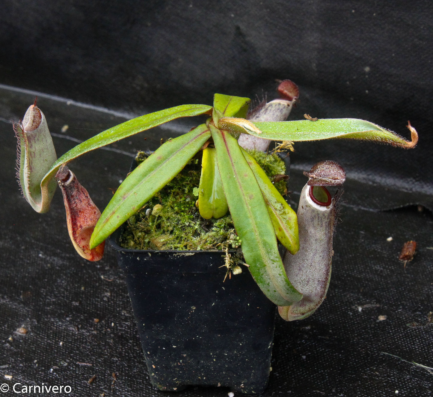 Nepenthes albomarginata Kuching Spotted