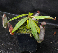 Nepenthes albomarginata Kuching Spotted