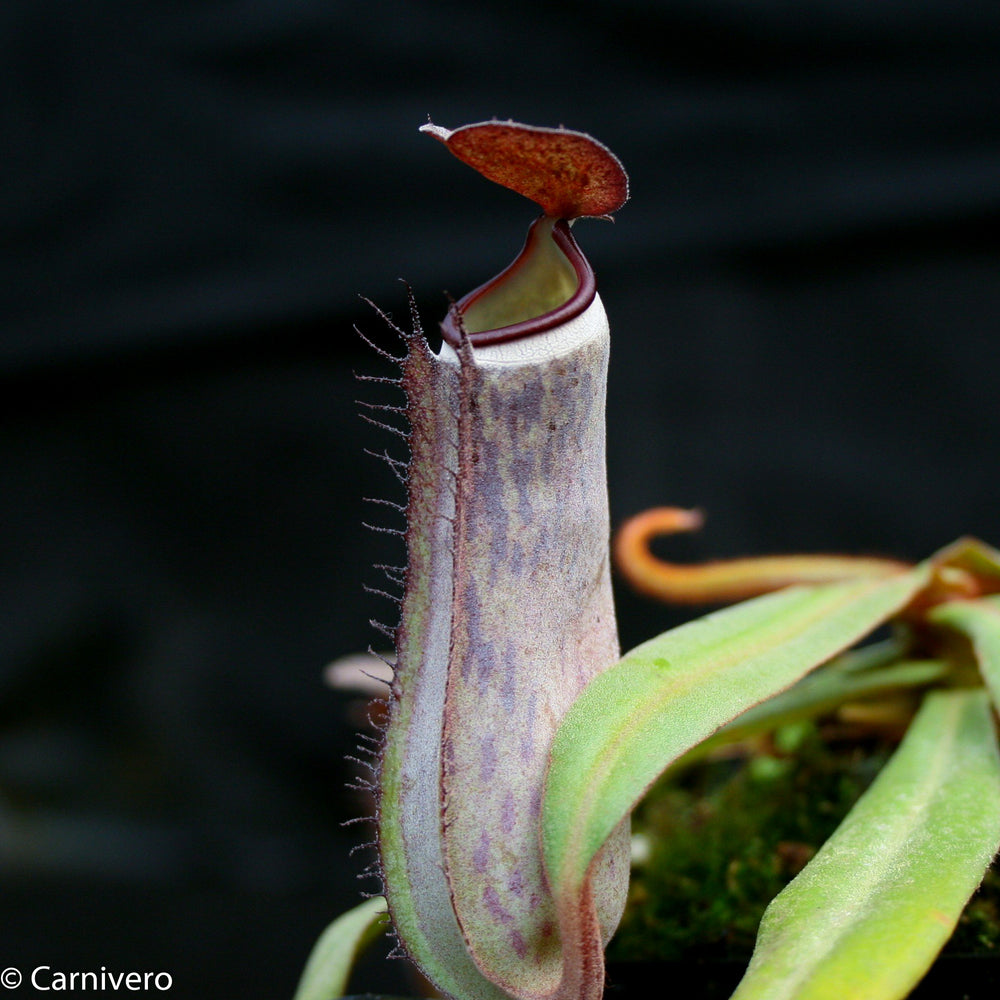 
                      
                        Nepenthes albomarginata Kuching Spotted
                      
                    