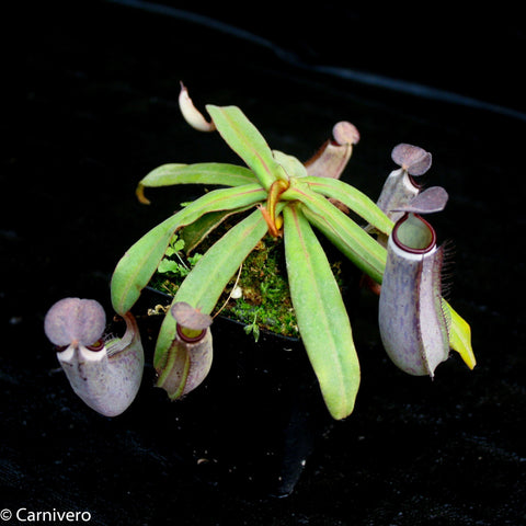 Nepenthes albomarginata Kuching Spotted plant with green straplike leaves and pale purple pitcher traps with red rims on a dark background