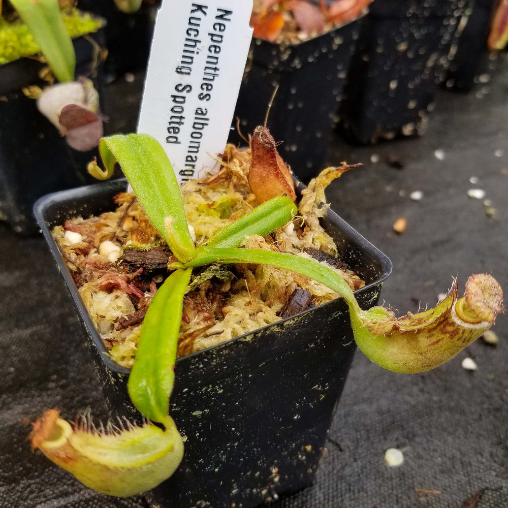 
                      
                        Nepenthes albomarginata Kuching Spotted
                      
                    