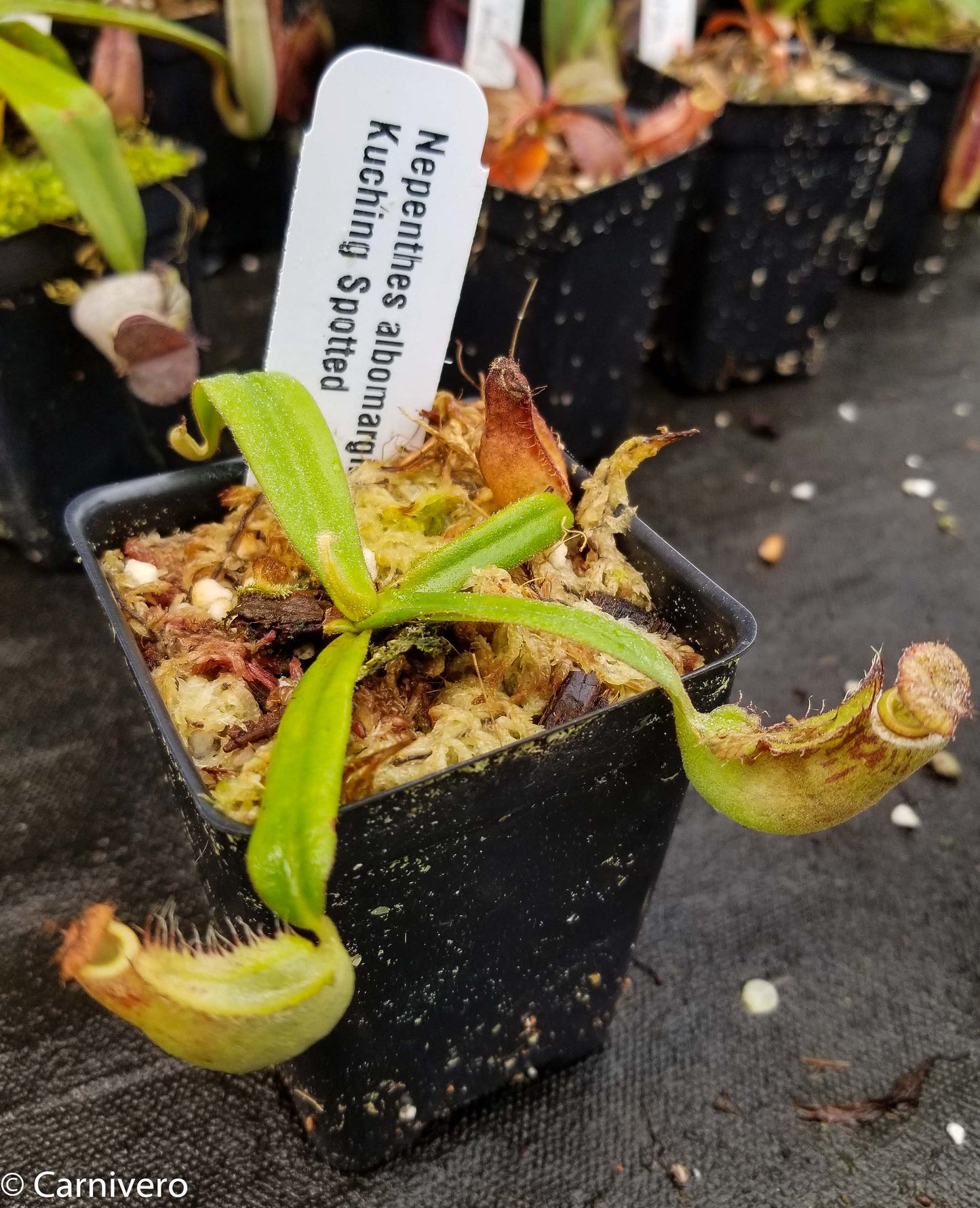 Nepenthes albomarginata Kuching Spotted