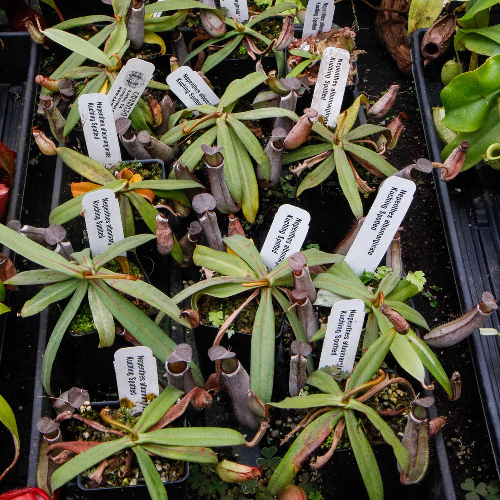 
                      
                        Nepenthes albomarginata Kuching Spotted
                      
                    