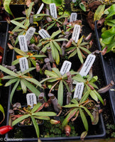 Nepenthes albomarginata Kuching Spotted