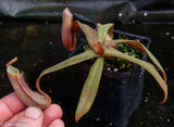 Nepenthes albomarginata Sintang-Singawa "Mango", CAR-0011