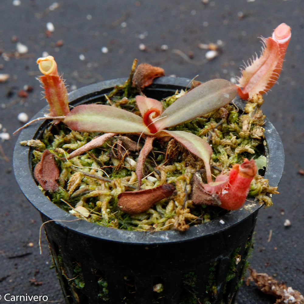 
                      
                        Nepenthes albomarginata "All Red"
                      
                    