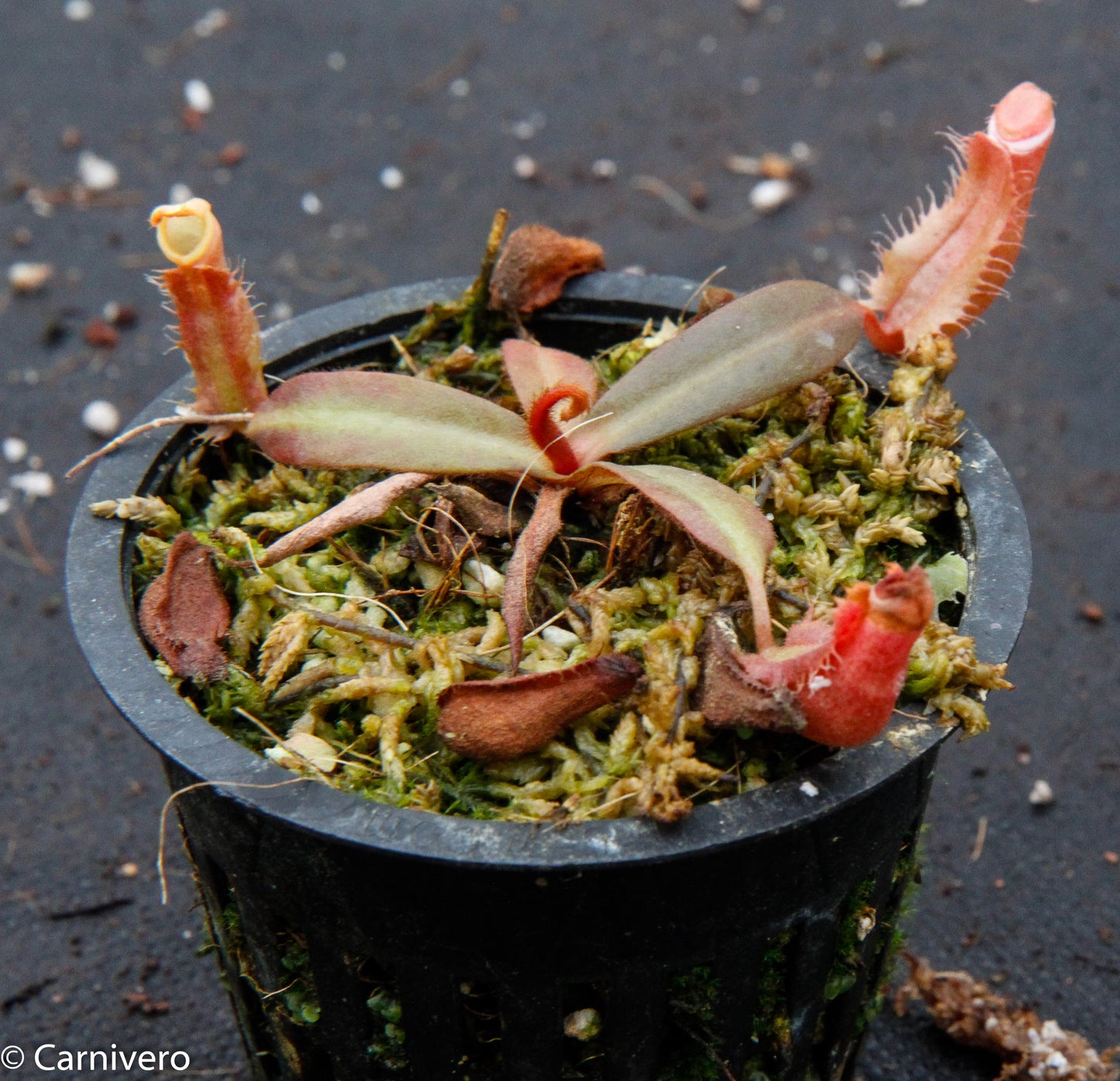Nepenthes albomarginata 