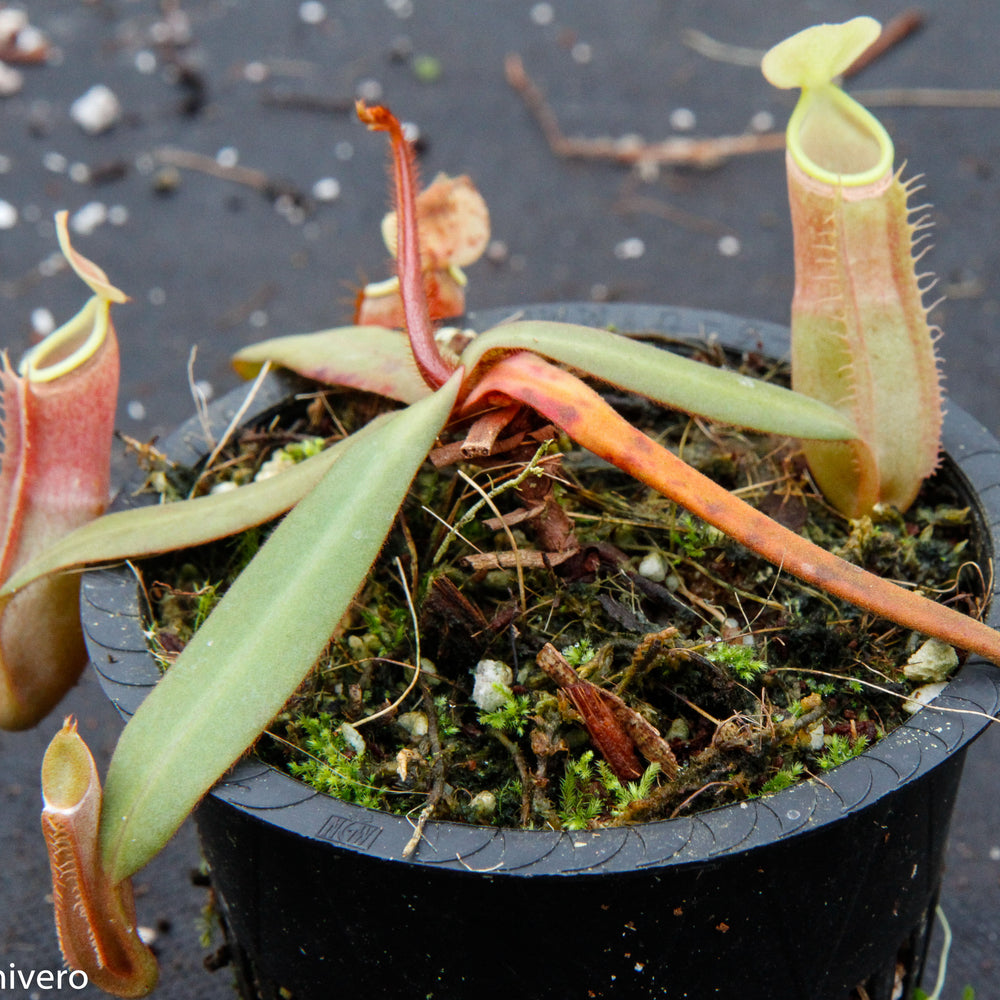 
                      
                        Nepenthes albomarginata Sintang-Singawa "Mango", CAR-0011
                      
                    