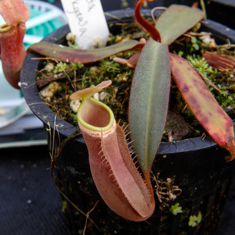 Nepenthes albomarginata Sintang-Singawa "Mango", CAR-0011