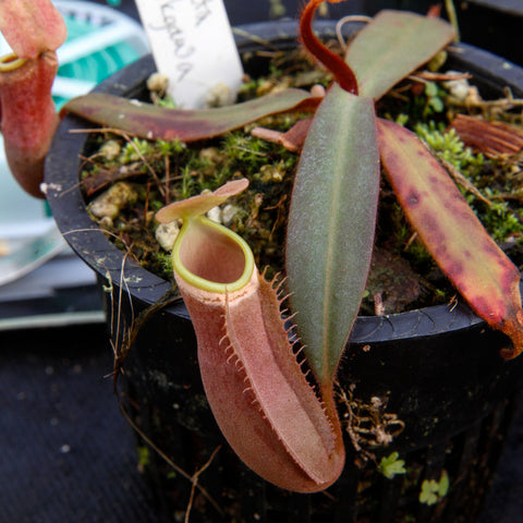 Nepenthes albomarginata Sintang Singawa Mango in a mossy pot with a pink tubular pitcher and a long green leaf.