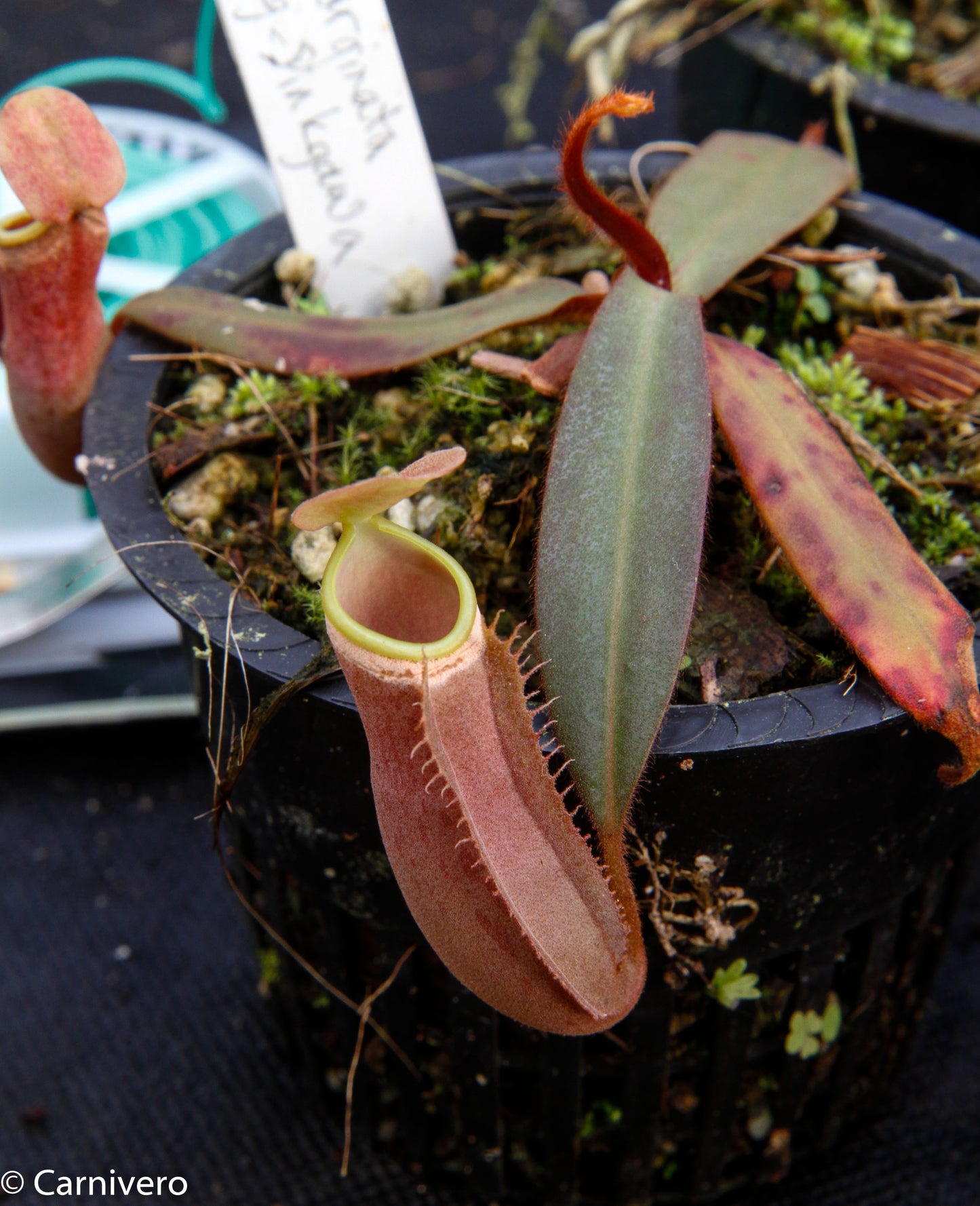 Nepenthes albomarginata Sintang-Singawa "Mango", CAR-0011