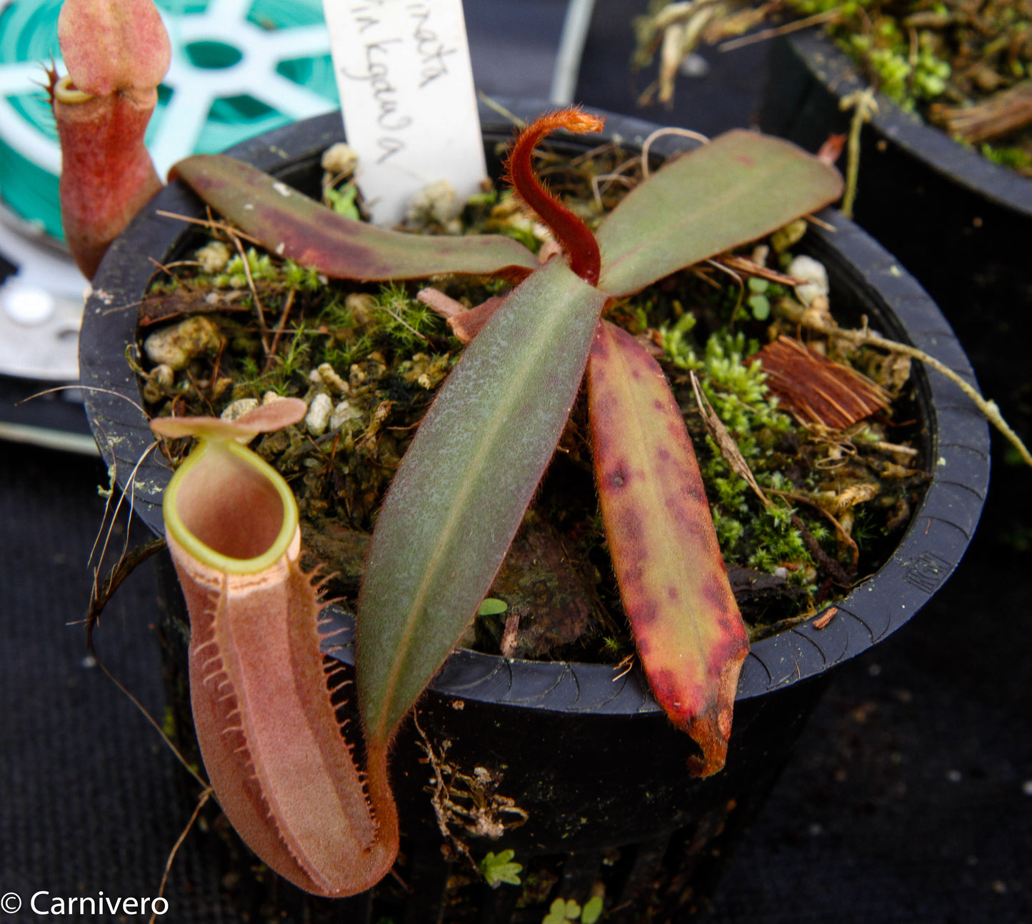 Nepenthes albomarginata Sintang-Singawa "Mango", CAR-0011