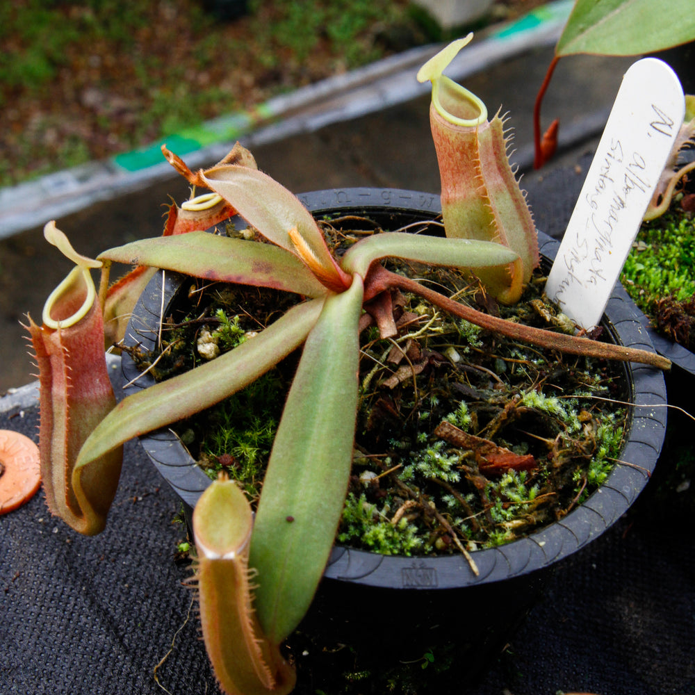 
                      
                        Nepenthes albomarginata Sintang-Singawa "Mango", CAR-0011
                      
                    