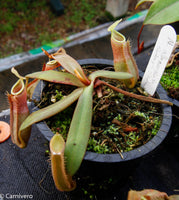 Nepenthes albomarginata Sintang-Singawa "Mango", CAR-0011