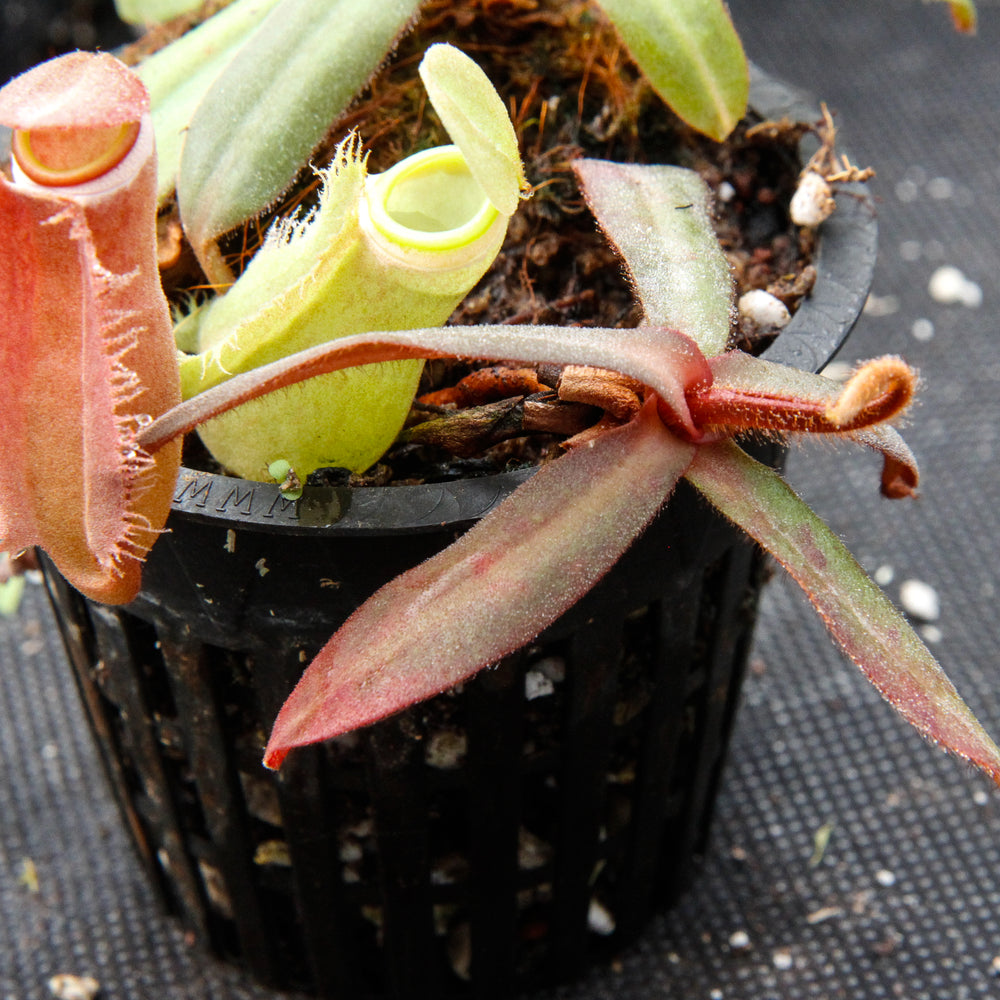Nepenthes albomarginata "All Red"