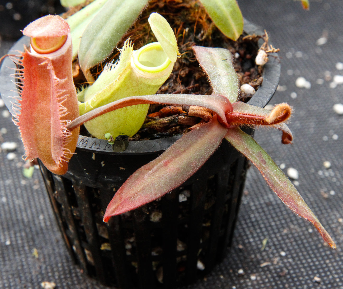 Nepenthes albomarginata "All Red"