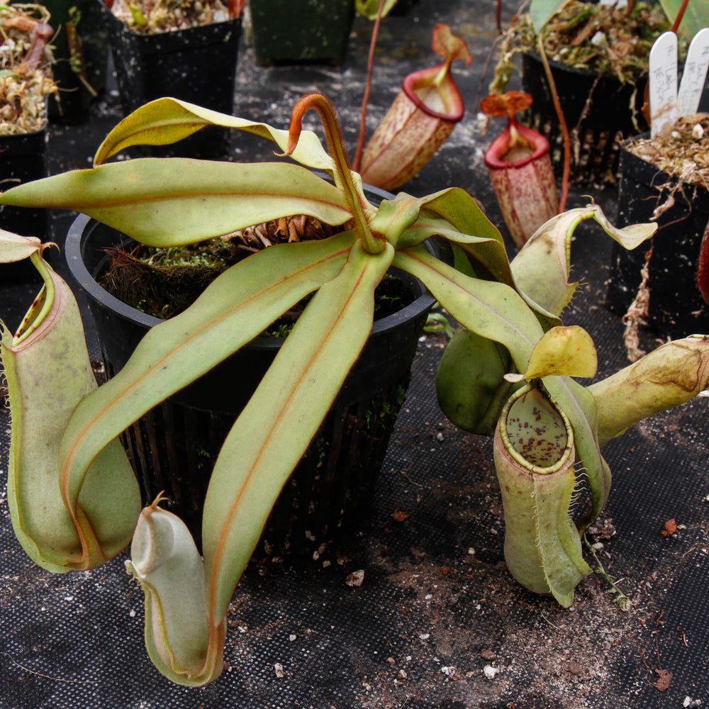 Nepenthes albomarginata, BE-3004