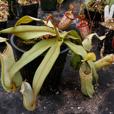 Nepenthes albomarginata BE-3004 with long pale green leaves edged in red in a black pot on a display bench
