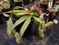 Nepenthes albomarginata