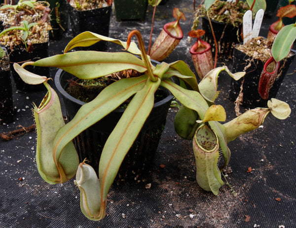 Nepenthes albomarginata