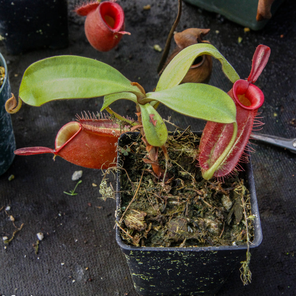 
                      
                        Nepenthes ampullaria, BE-3681
                      
                    