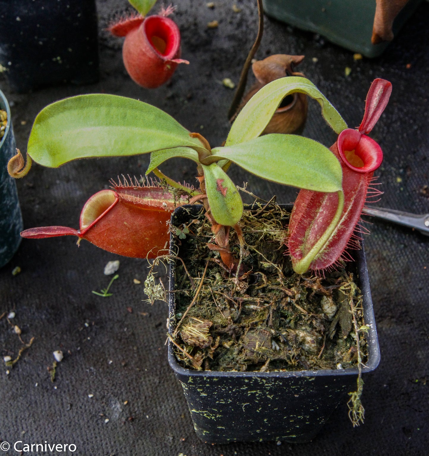 Nepenthes ampullaria, BE-3681