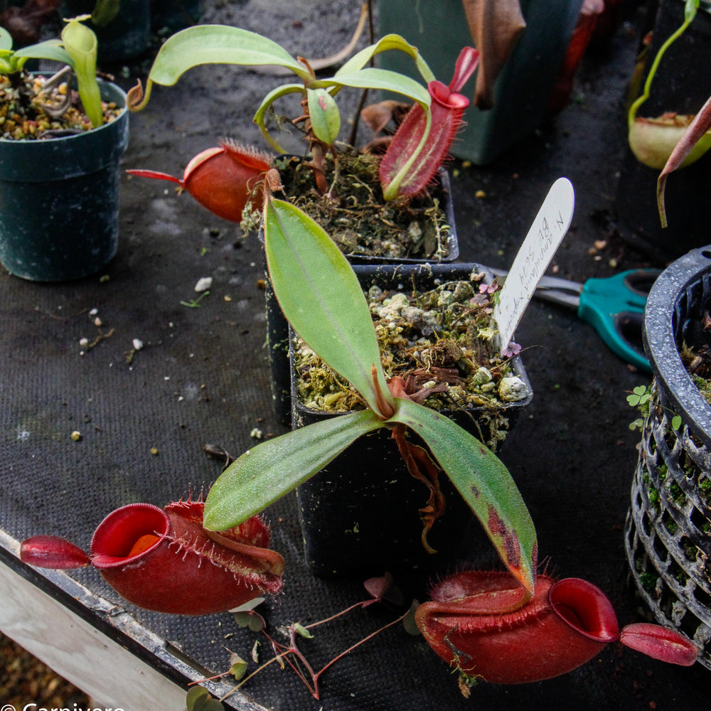 Nepenthes ampullaria, BE-3681