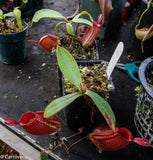 Nepenthes ampullaria, BE-3681