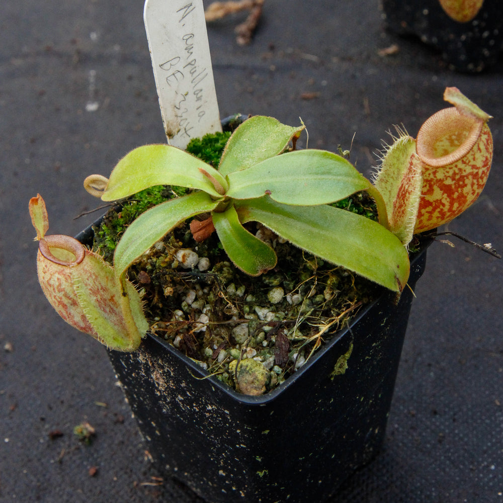 
                      
                        Nepenthes ampullaria Nabire Bronze, BE-3304
                      
                    