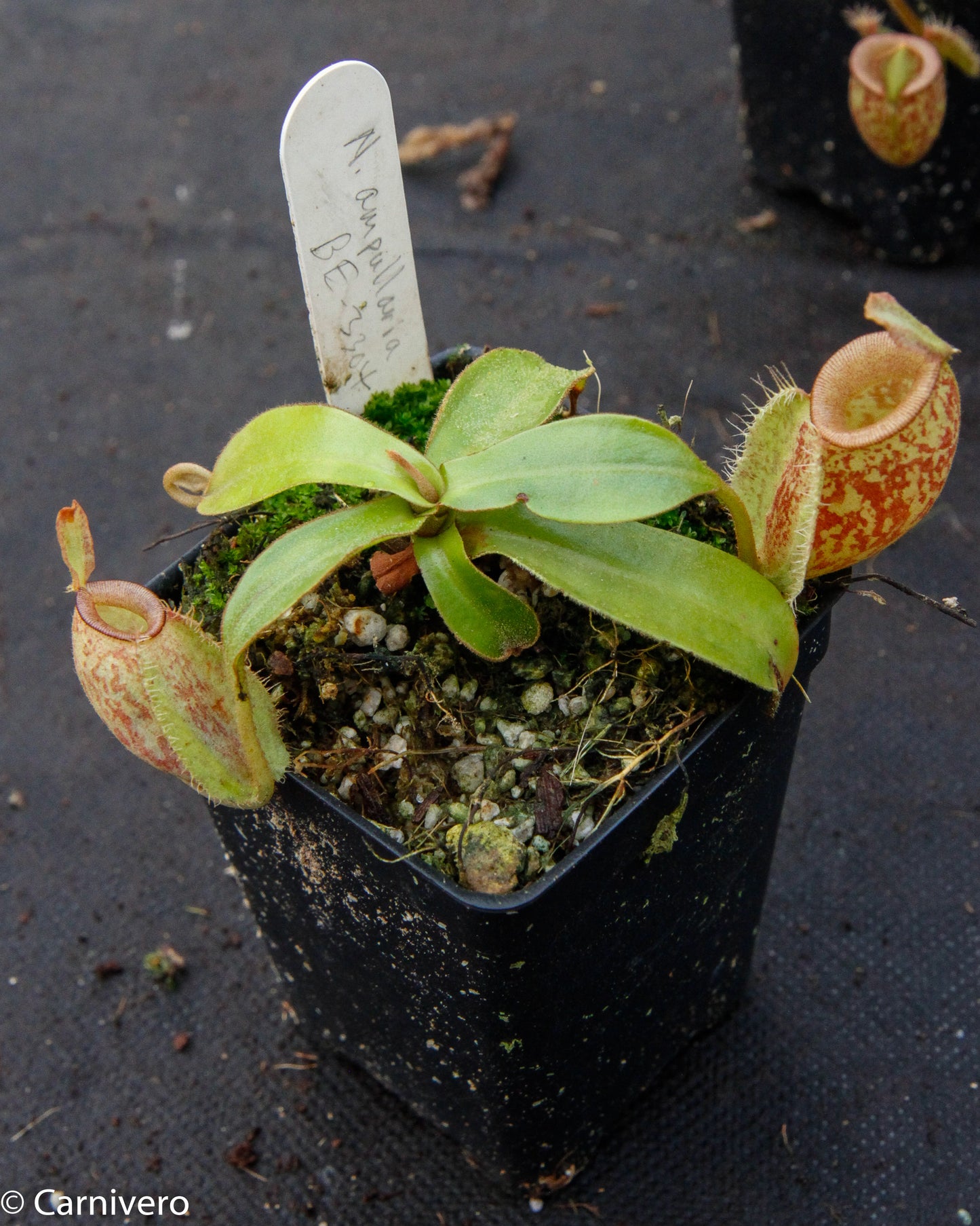 Nepenthes ampullaria Nabire Bronze, BE-3304