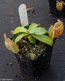 Nepenthes ampullaria Nabire Bronze, BE-3304
