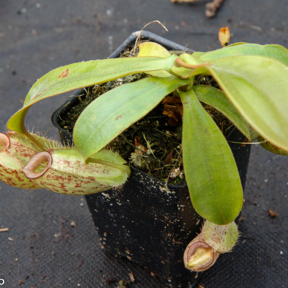 Nepenthes ampullaria Nabire Bronze, BE-3304