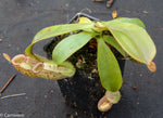Nepenthes ampullaria Nabire Bronze, BE-3304