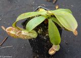 Nepenthes ampullaria Nabire Bronze, BE-3304