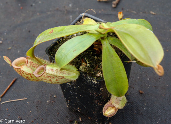 Nepenthes ampullaria Nabire Bronze, BE-3304