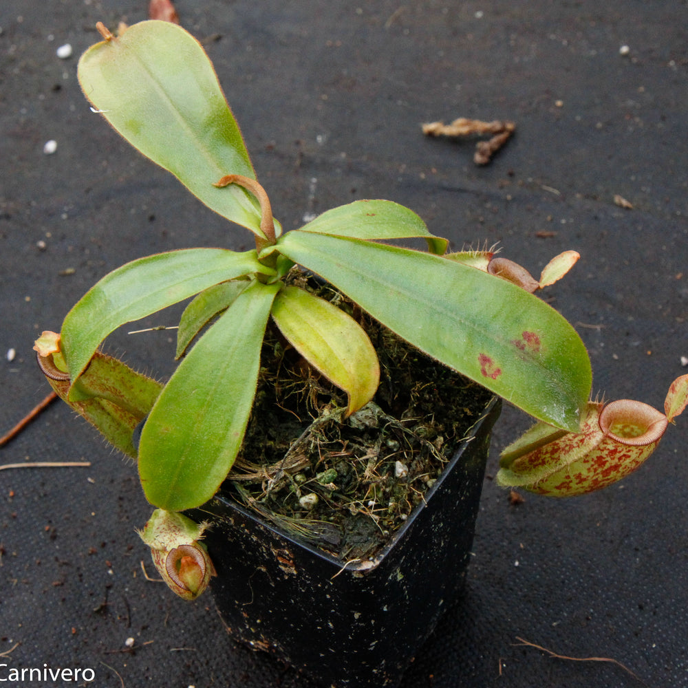 
                      
                        Nepenthes ampullaria Nabire Bronze, BE-3304
                      
                    