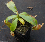 Nepenthes ampullaria Nabire Bronze, BE-3304
