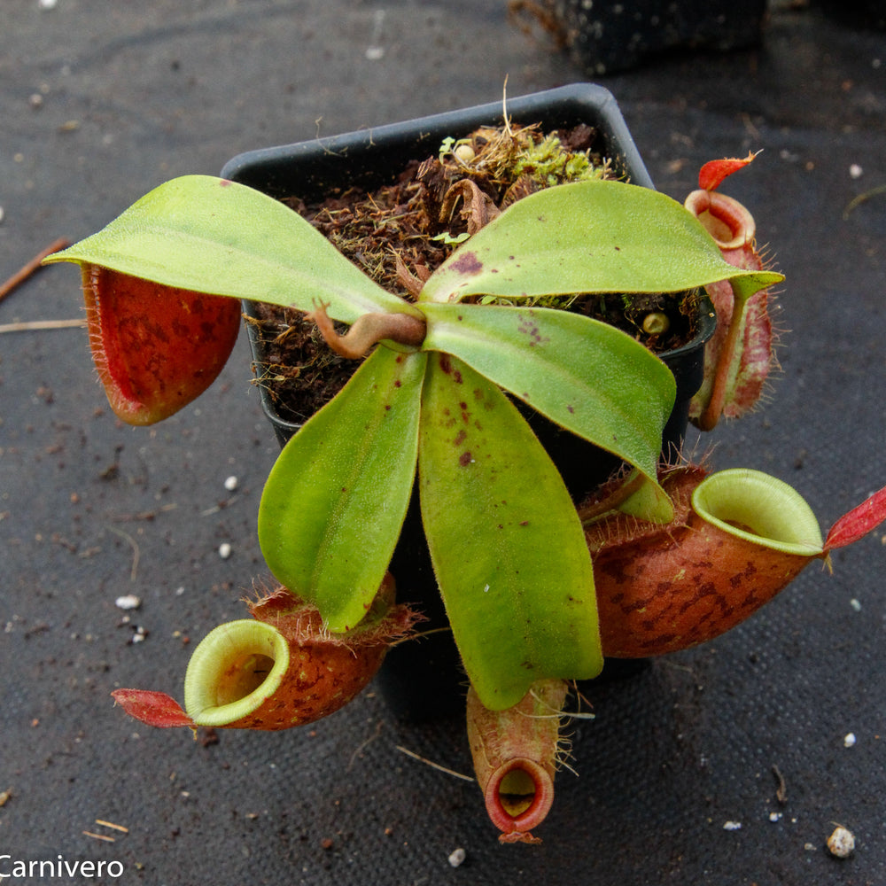 
                      
                        Nepenthes ampullaria 'Lime Twist', BE-3390
                      
                    