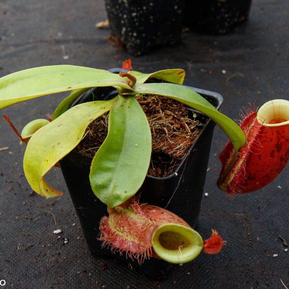 
                      
                        Nepenthes ampullaria 'Lime Twist', BE-3390
                      
                    