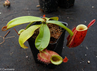 Nepenthes ampullaria 'Lime Twist', BE-3390