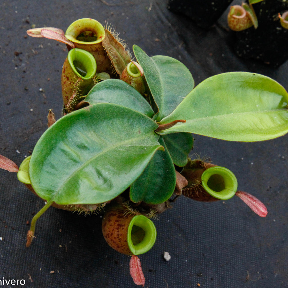 
                      
                        Nepenthes ampullaria 'Lime Twist', BE-3390
                      
                    