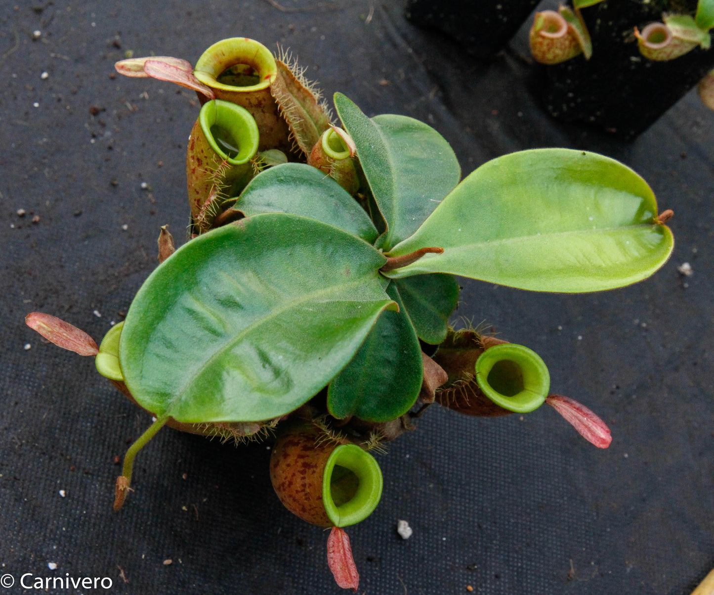 Nepenthes ampullaria 'Lime Twist', BE-3390