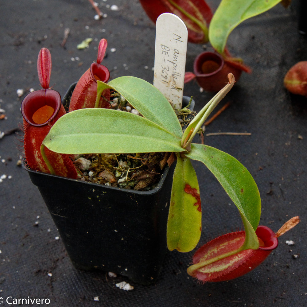 Nepenthes ampullaria, BE-3681
