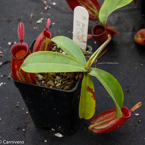 Nepenthes ampullaria plant in a black pot with red pitcher traps and a BE-3681 tag