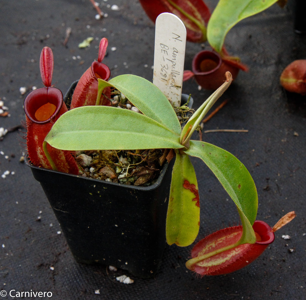Nepenthes ampullaria, BE-3681