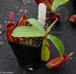 Nepenthes ampullaria, BE-3681